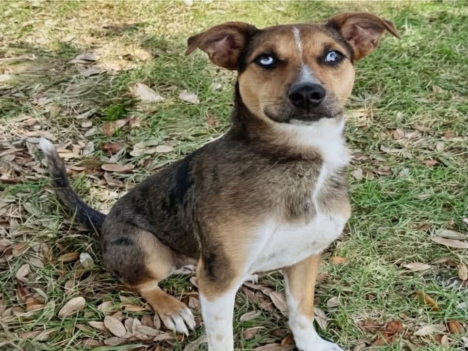 Aiden, a Shepherd, available for adoption