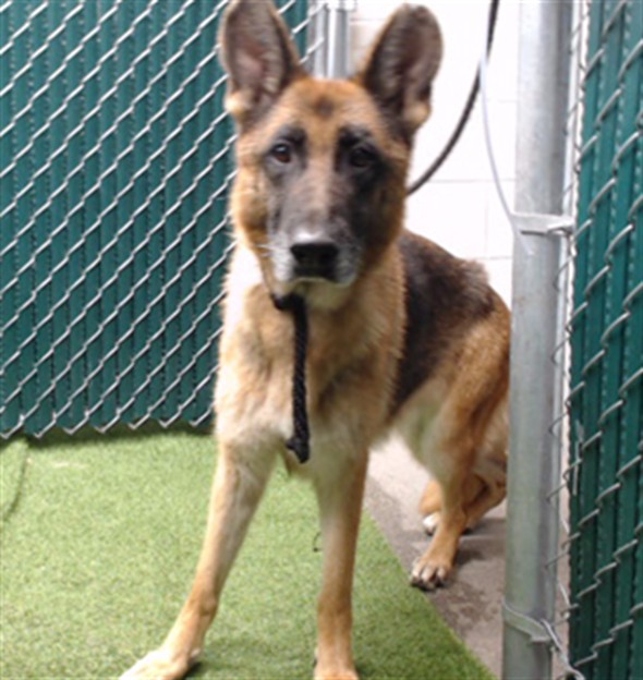 Chloe, a German Shepherd, available for adoption