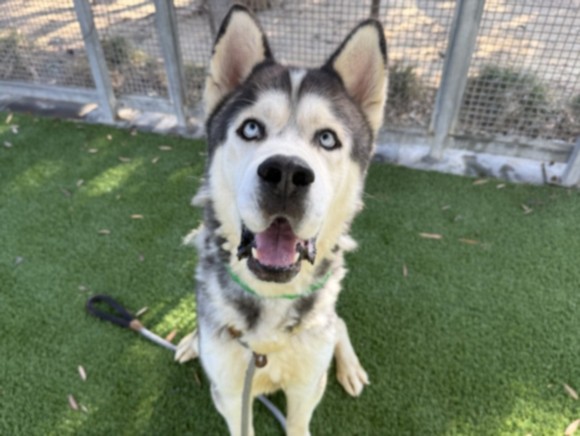 Denver, a Siberian Husky, available for adoption