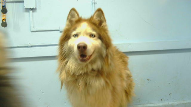 A5801464, a Alaskan Malamute, available for adoption