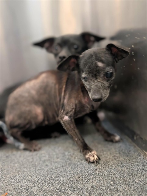 Chiquita, a Chihuahua, available for adoption
