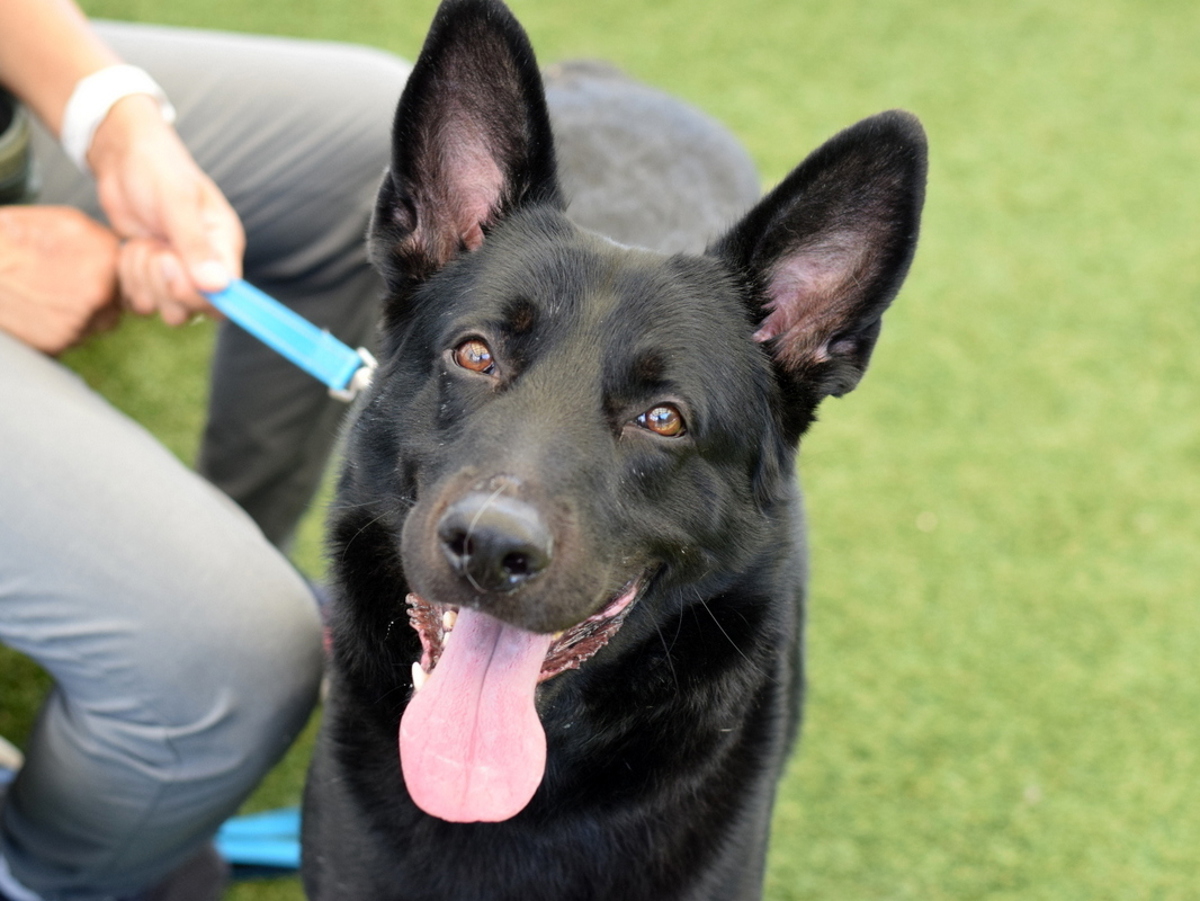 Bruce, a Shepherd, available for adoption