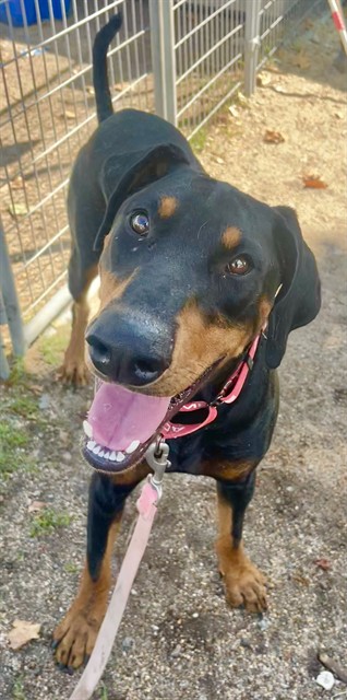 Marty, a Doberman Pinscher, available for adoption