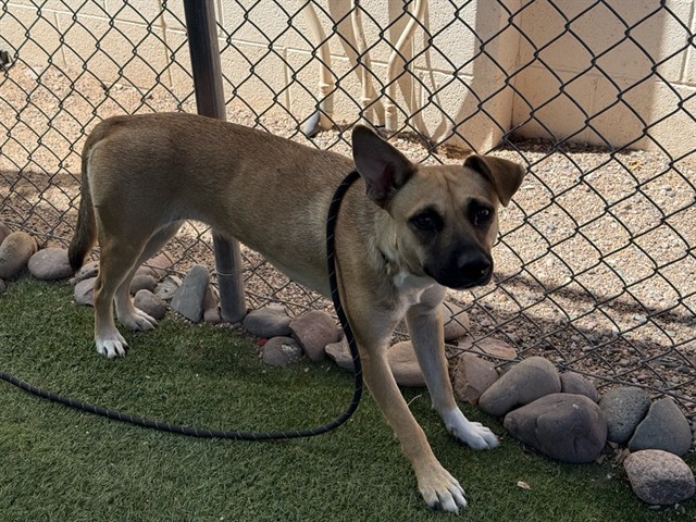 Teeny, a German Shepherd, available for adoption