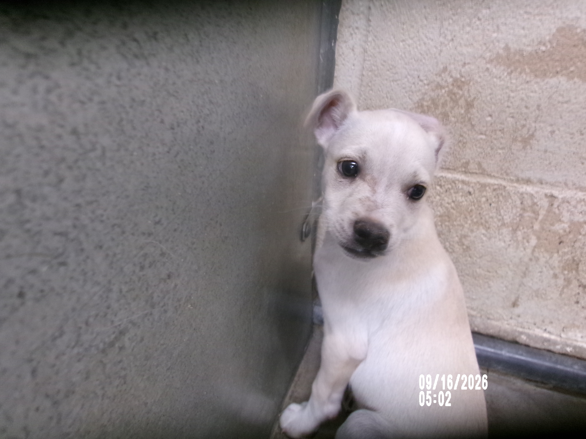 Bruiser, a American Staffordshire Terrier (mix breed), available for adoption