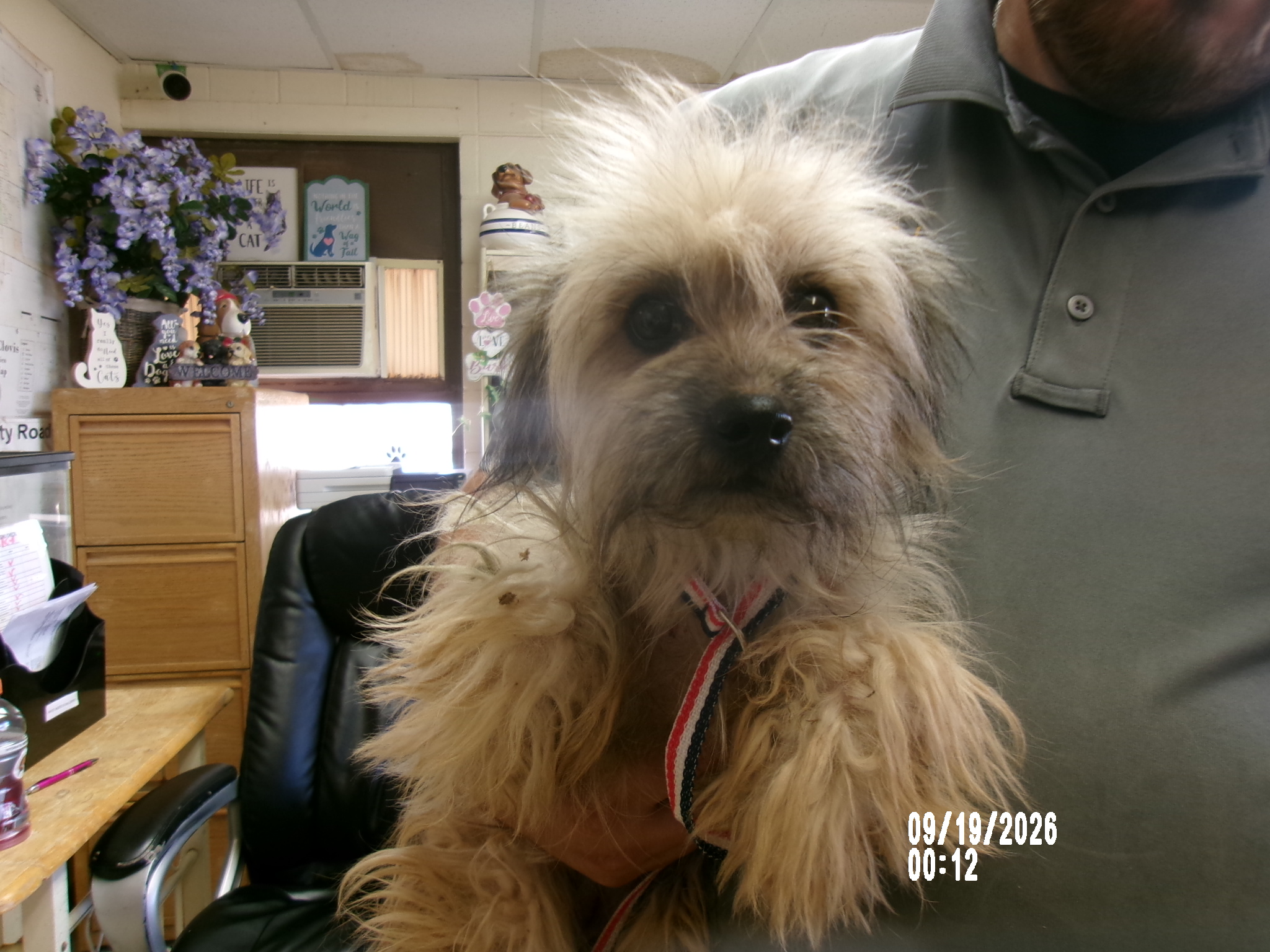 Wuzzy, a Cairn Terrier (mix breed), available for adoption