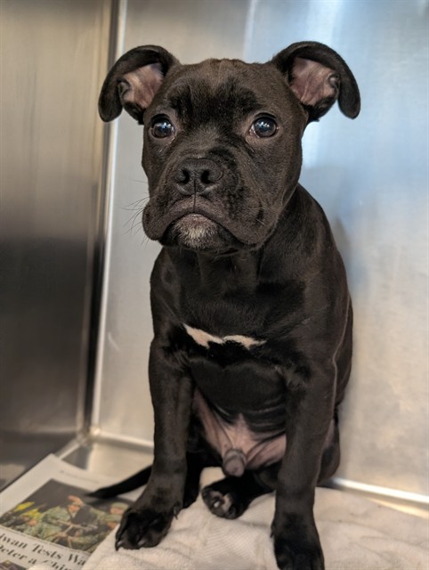 Koby, a Boxer (mix breed), available for adoption