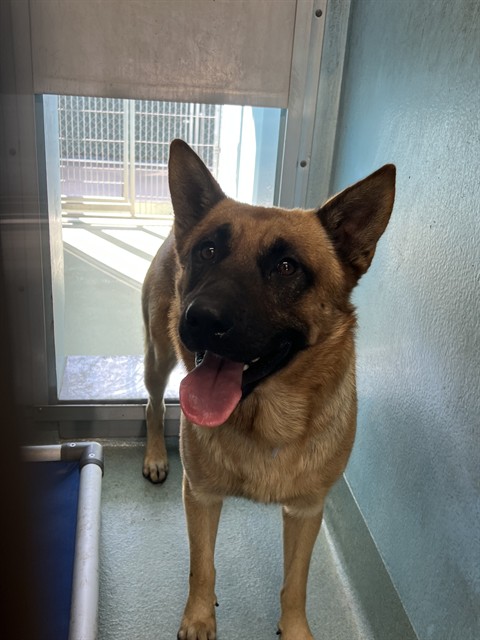 Scruffy, a German Shepherd, available for adoption