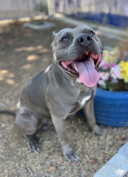 Lester, a Pit Bull Terrier, available for adoption