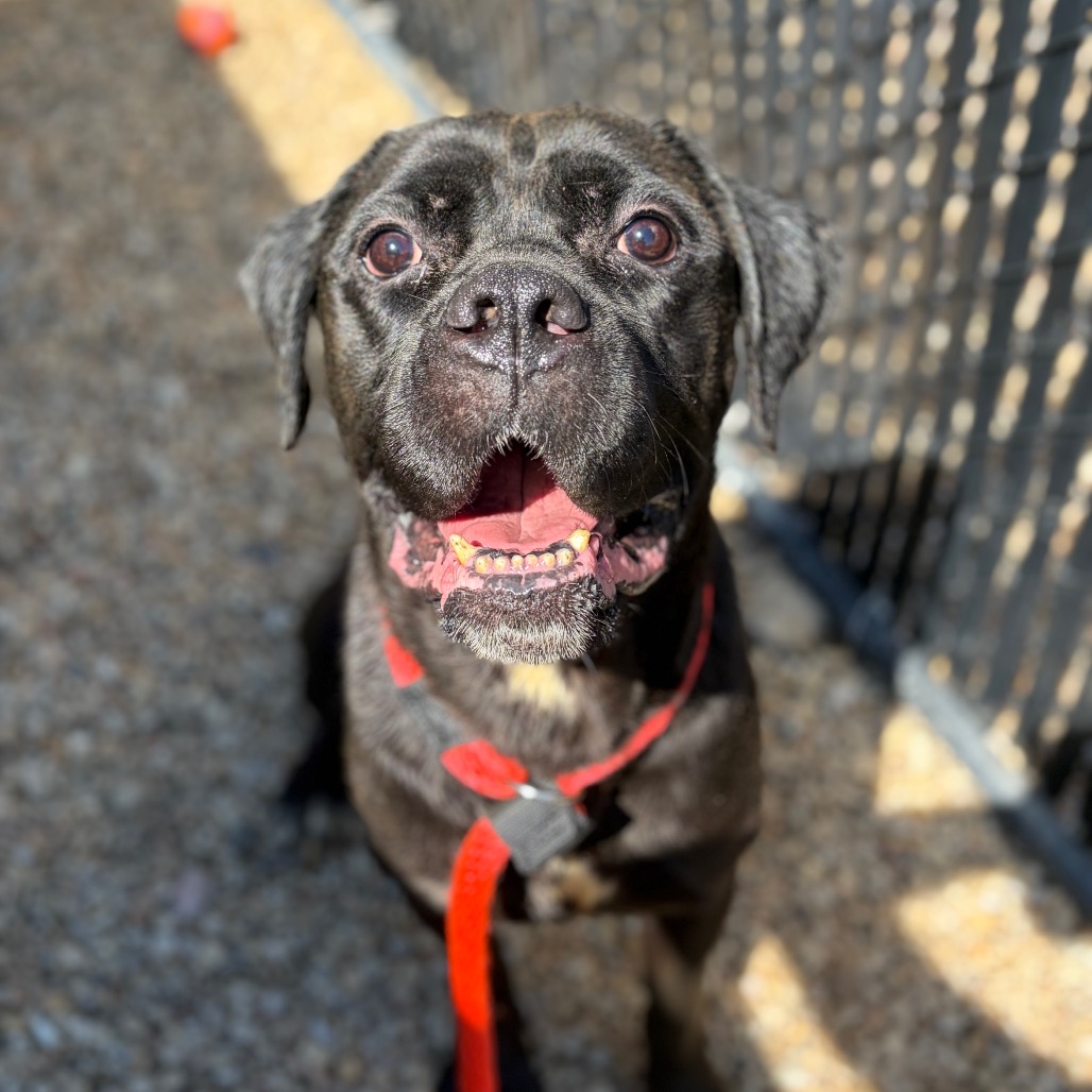 Petunia, a Mastiff, available for adoption
