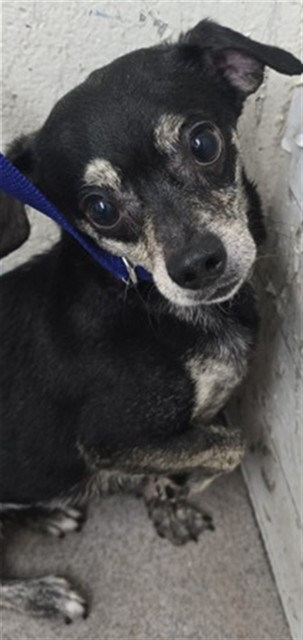 Charlie, a Chihuahua (mix breed), available for adoption