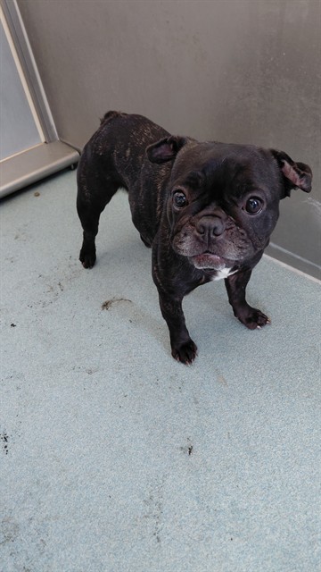 Nancy, a French Bulldog, available for adoption