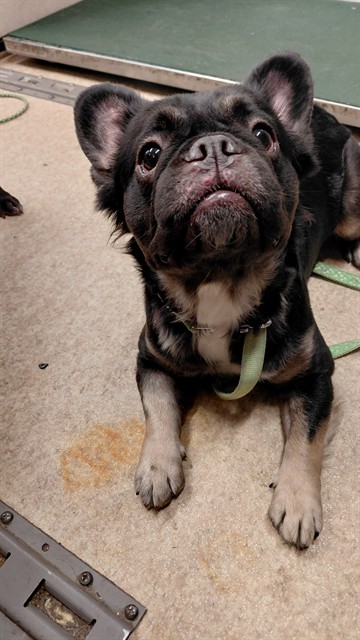 A5804896, a French Bulldog, available for adoption