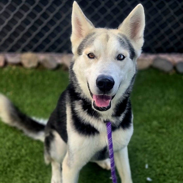 Yukon, a Husky (mix breed), available for adoption