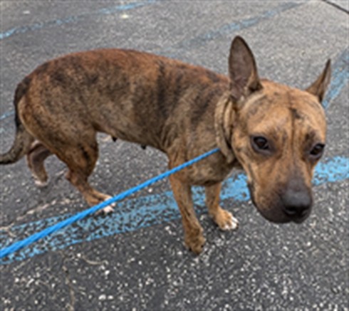 Melody, a American Staffordshire Terrier (mix breed), available for adoption