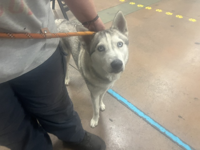 Stewie, a Siberian Husky, available for adoption