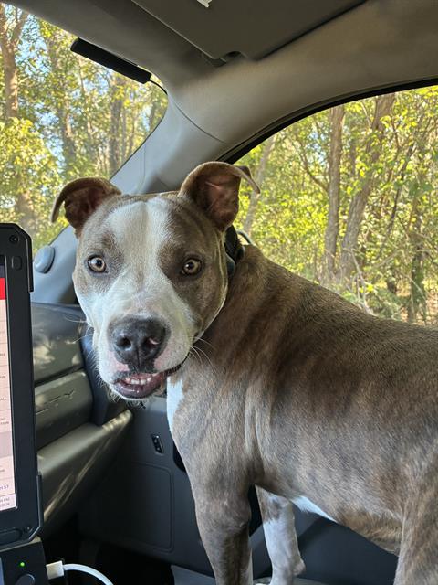 Duke, a Pit Bull Terrier (mix breed), available for adoption