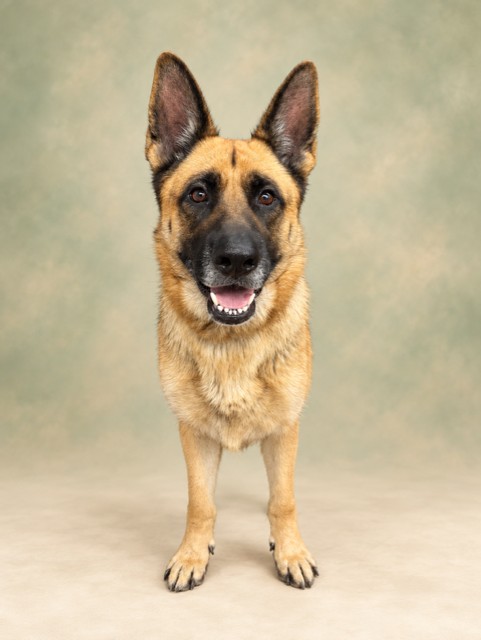 Erica, a German Shepherd, available for adoption