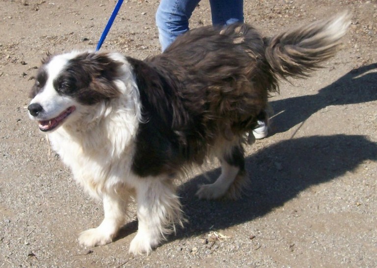Other Photos of thie Dog