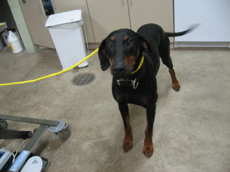 Main Photo of this Dog