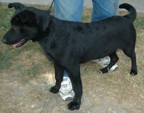 Other Photos of thie Dog