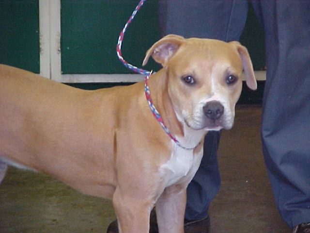 Other Photos of thie Dog
