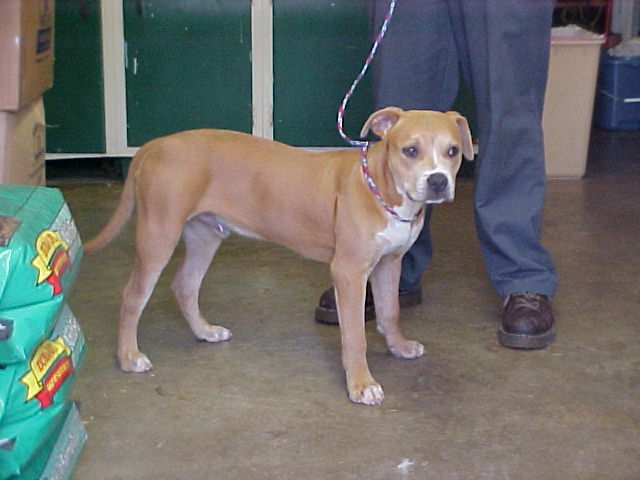 Other Photos of thie Dog