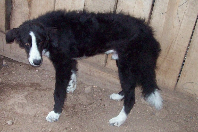 Main Photo of this Dog