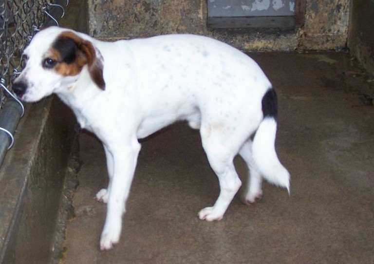 Other Photos of thie Dog