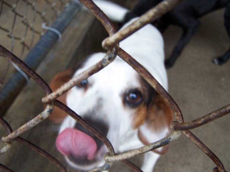 Other Photos of thie Dog