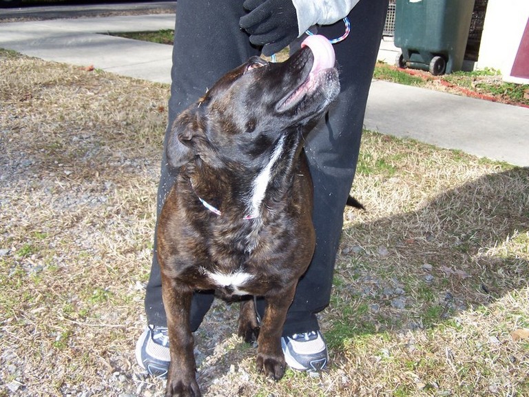 Other Photos of thie Dog
