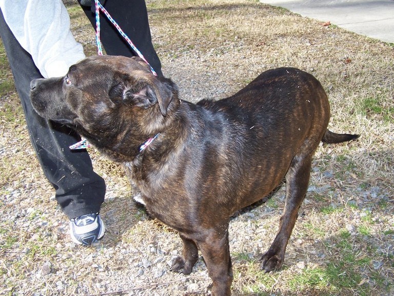 Other Photos of thie Dog