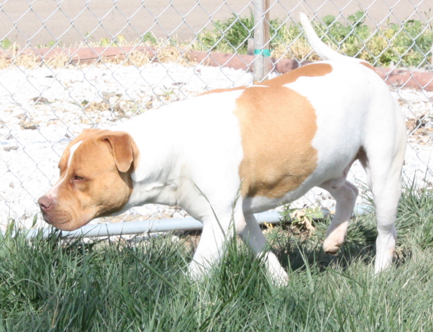 Other Photos of thie Dog