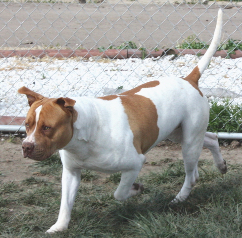 Other Photos of thie Dog