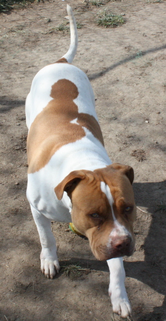 Other Photos of thie Dog
