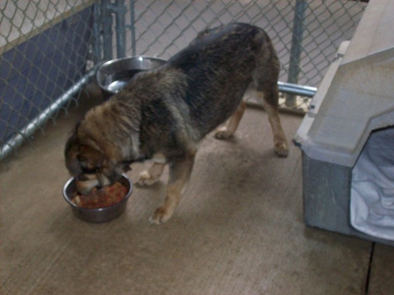 Other Photos of thie Dog