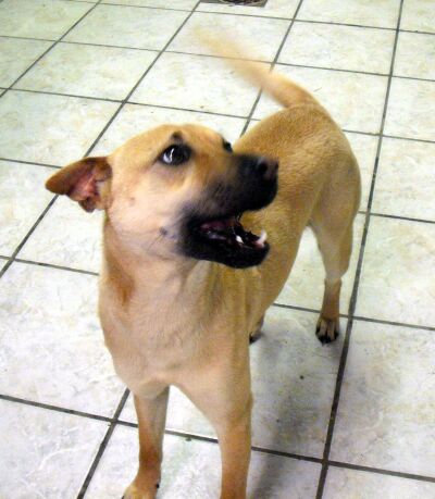 Other Photos of thie Dog