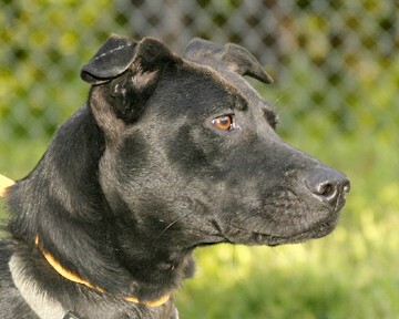 Other Photos of thie Dog