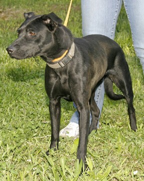 Other Photos of thie Dog