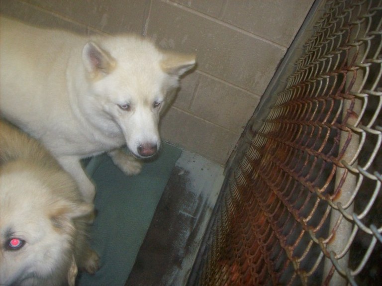 Other Photos of thie Dog