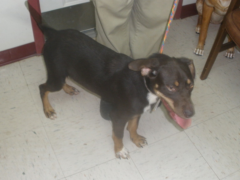 Other Photos of thie Dog