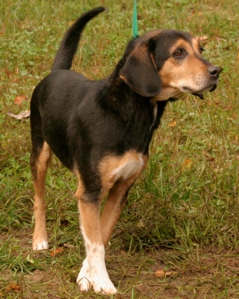 Other Photos of thie Dog