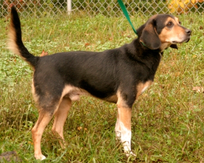 Other Photos of thie Dog