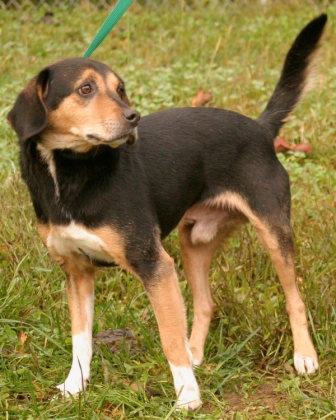 Other Photos of thie Dog