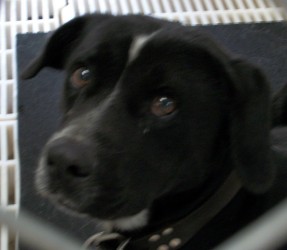 Main Photo of this Dog