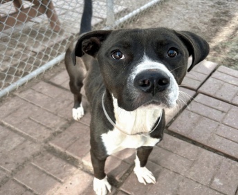 Main Photo of this Dog