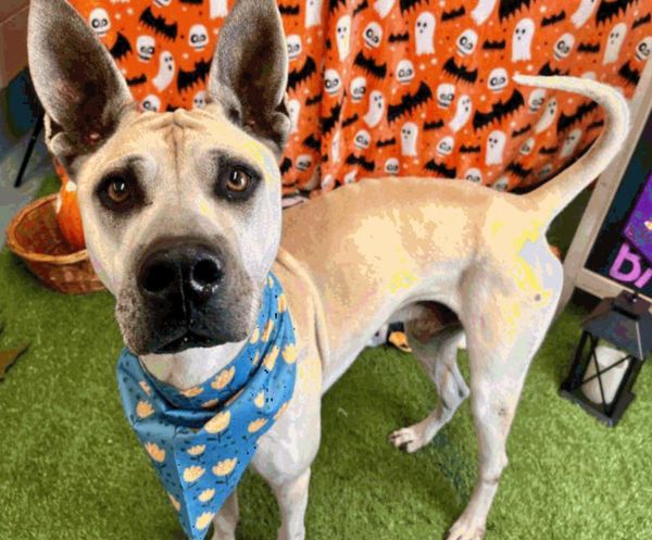 Main Photo of this Dog