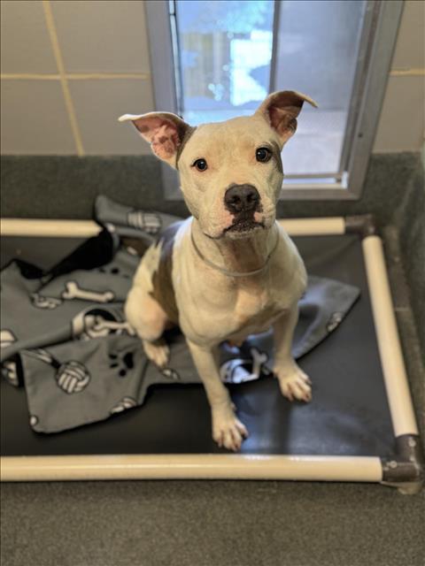 Main Photo of this Dog