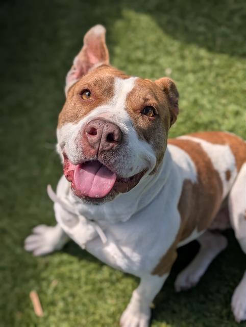 Bella, a Pit Bull Terrier, available for adoption