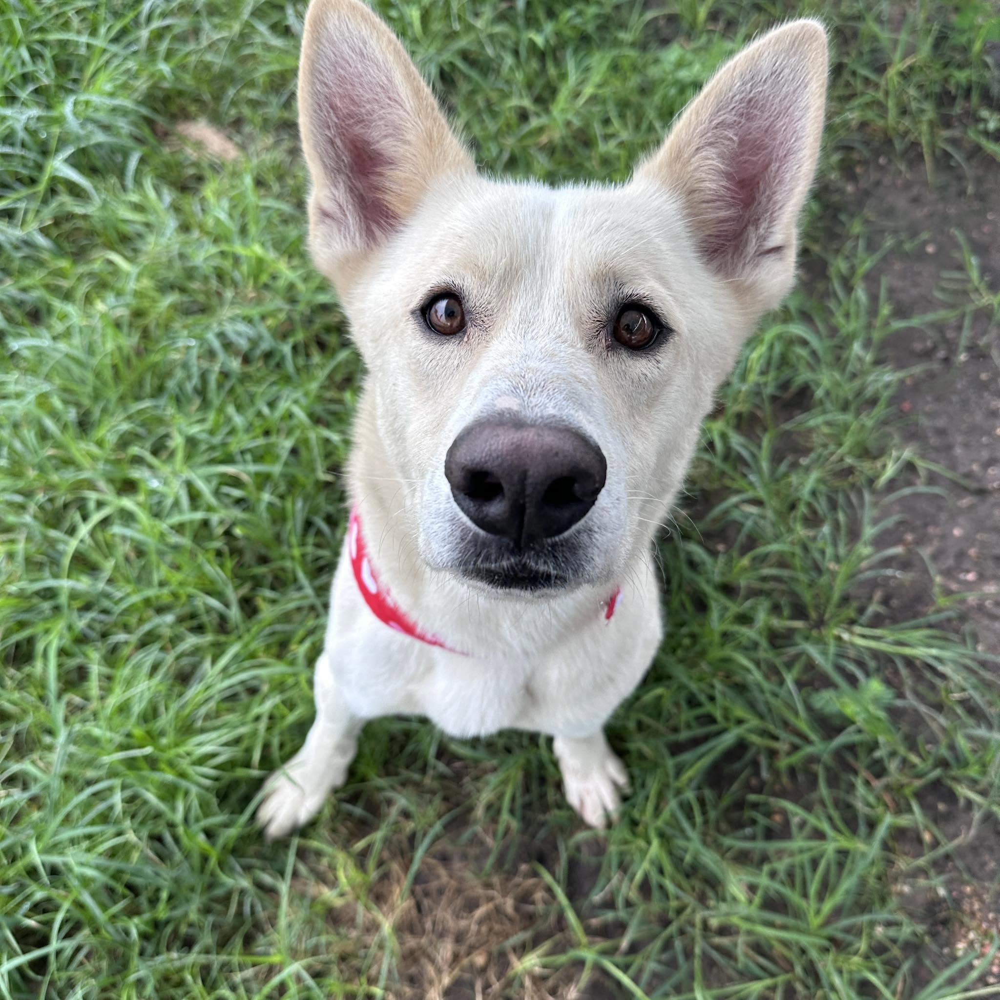 Other Photos of thie Dog